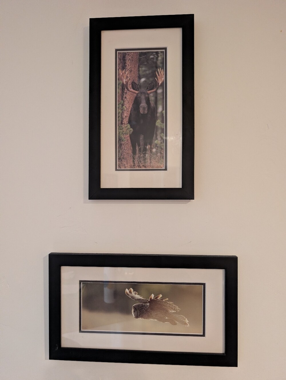 Black Framed Moose And Owl Wall Art - Wildlife Print (Set of 2)